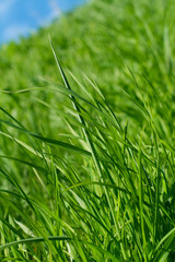 Spring grass and sky background