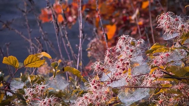 rugiada autunno fiume brina