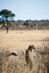 Deserto del Kalahari, Botswana, Africa