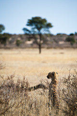 Deserto del Kalahari, Botswana, Africa