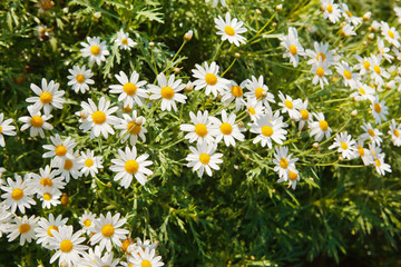 Chamomile flower with water drop in garden
