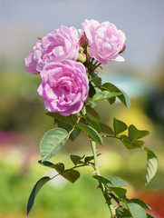 blooming pink roses in garden