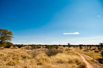 Deserto del Kalahari, Botswana, Africa