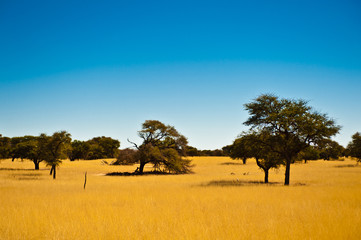 Deserto del Kalahari, Botswana, Africa