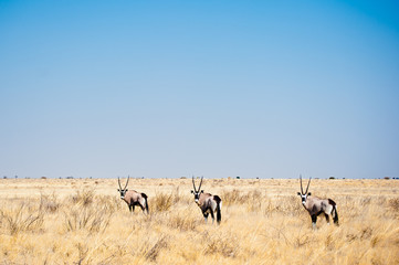 Deserto del Kalahari, Botswana, Africa