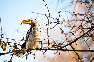 Deserto del Kalahari, Botswana, Africa