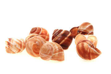 empty snail shells