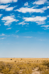 Fototapeta premium Botswana, Africa