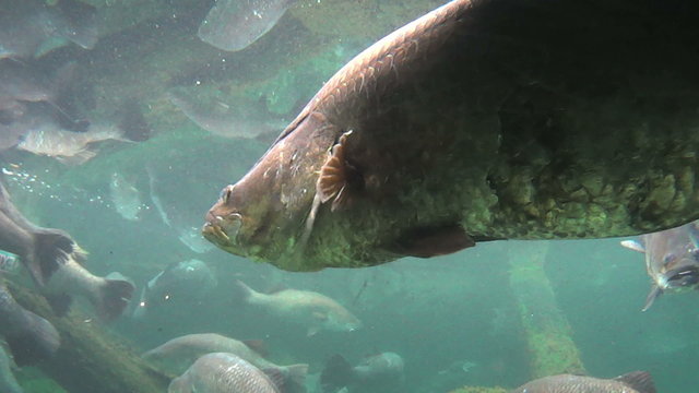Large barramundi fish floating underwater.