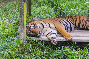 Fototapeta na wymiar Asian tiger.