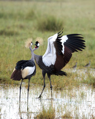 Courting Crowned Cranes.