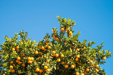 Fototapeta na wymiar Orange tree