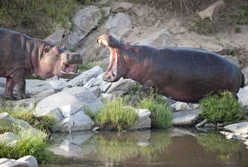 africa kenya , hippopotamus.
