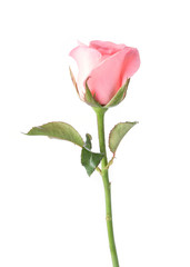 pink rose flower on white background