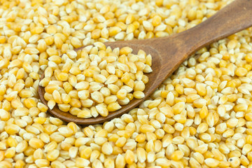 Yellow grain corn