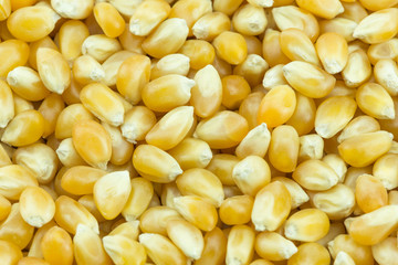 Yellow grain corn