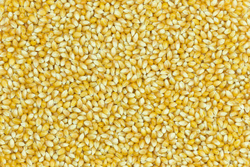 Yellow grain corn