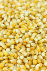 Yellow grain corn