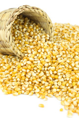 Close up yellow grain corn