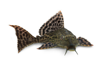 Pleco Catfish Hypostomus Plecostomus aquarium fish