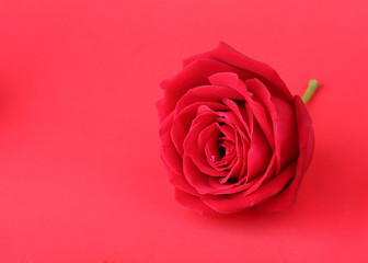 Fototapeta premium red rose on red background