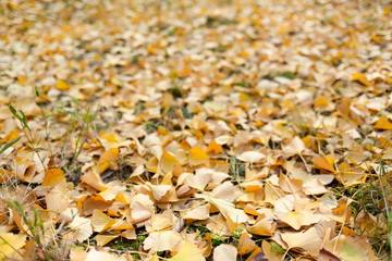 Ginkgo biloba