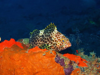 Grouper, Island Bali, Tulamben