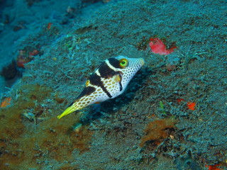 Boxfish, Island Bali, Tulamben