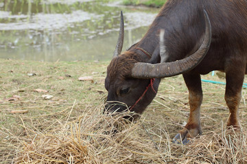 black buffalo eating food in farm