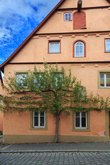Fototapeta na wymiar Green tree on the facade of house in Rothenburg