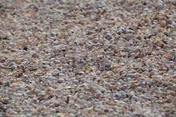 small shells in sea water