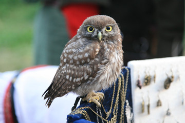 tamed Eurasian pygmy owl (Glaucidium passerinum)