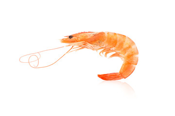 Shrimps on a white background