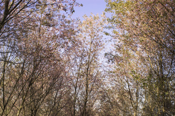 Sakura pink nature views in Phuromro Loei,Thailand