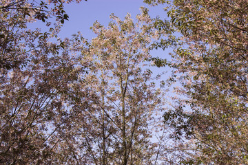 Sakura pink nature views in Phuromro Loei,Thailand