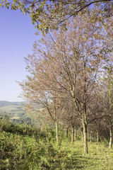 Sakura pink nature views in Phuromro Loei,Thailand