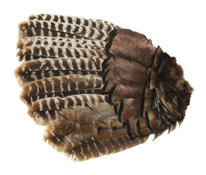 Bird Wing