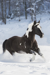 Araber im Schnee