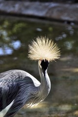 crane crown