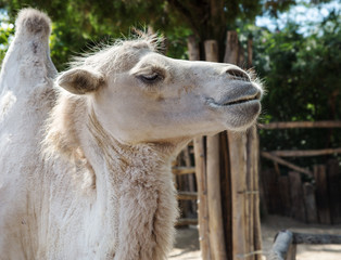 Camel (lat. Camelus). Portrait.