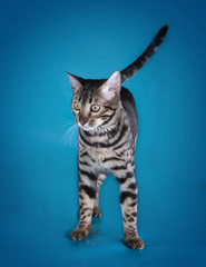Fototapeta na wymiar serval kitten playing in the studio on a colored background isol