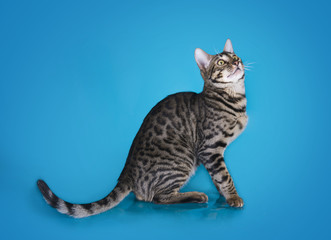 serval kitten playing in the studio on a colored background isol