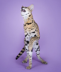 Fototapeta premium serval kitten playing in the studio on a colored background isol