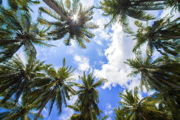 Obraz na płótnie Canvas Tropical palms.