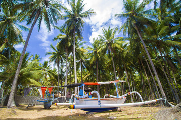 Tropical palms.