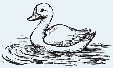 Floating duck. Vector sketch