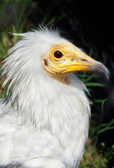 Bird vulture