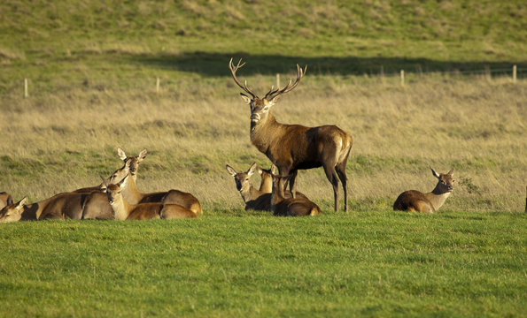 Deer
