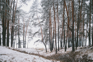 Naklejka premium Winter forest