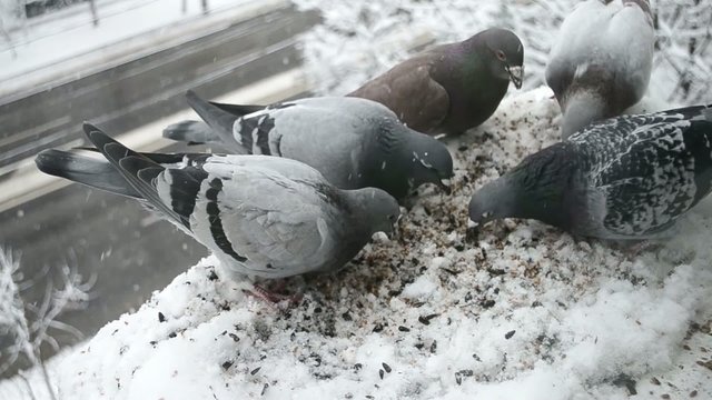 Pigeons feeding frenzy